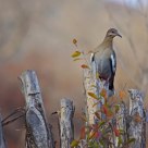 On the Fence